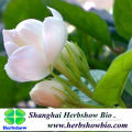 High quality jasmine seeds for planting